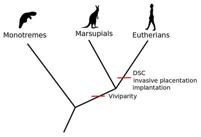 Pregnant Females as Historical Individuals: An Insight From the Philosophy of Evo-Devo